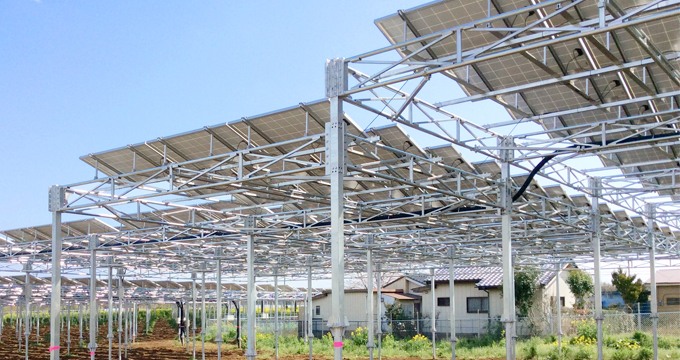 Sistemas de montagem solar agrícola podem aumentar o rendimento das uvas em até 60%